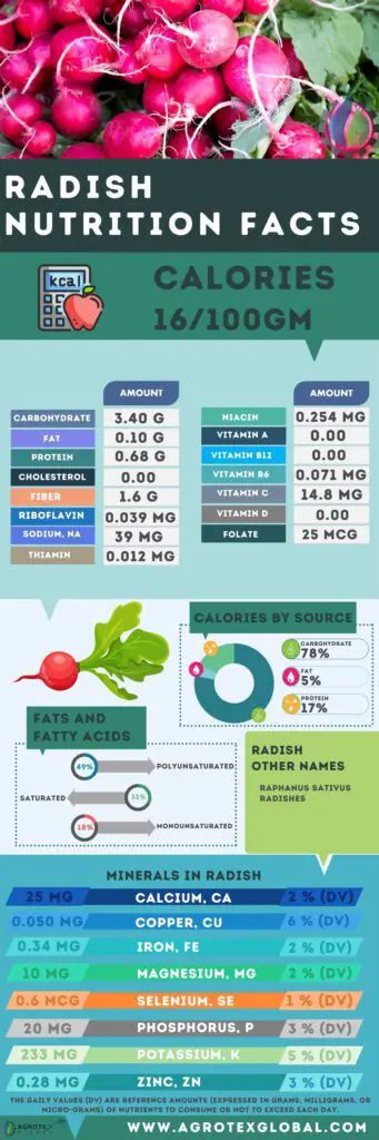 Radish NUTRITION FACTS calorie chart infographic