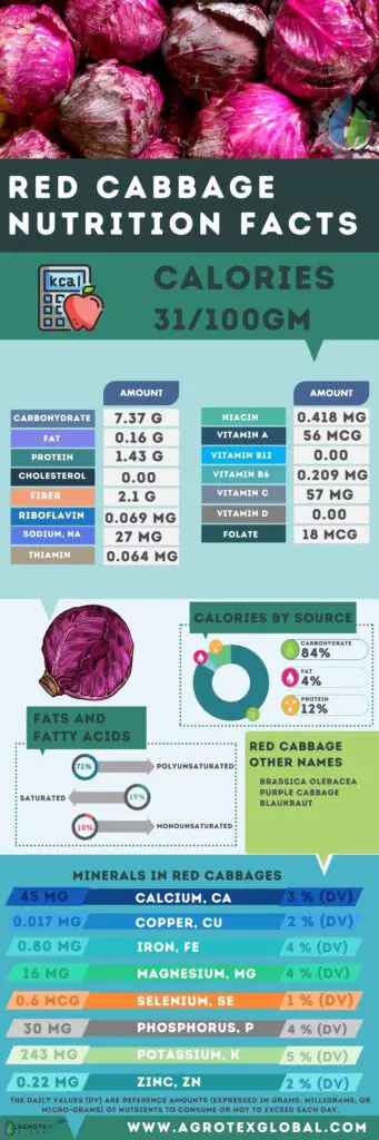 Red Cabbage NUTRITION FACTS calorie chart infographic