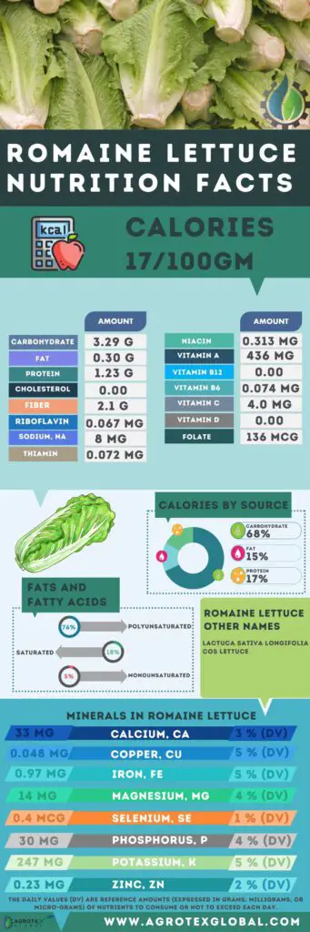 Romaine lettuce NUTRITION FACTS calorie chart infographic
