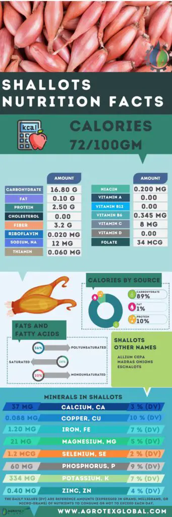 Shallots NUTRITION FACTS calorie chart infographic