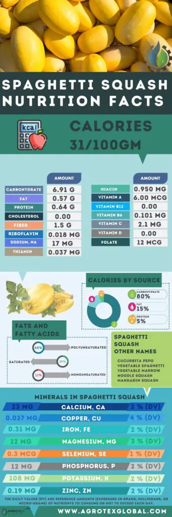 Spaghetti Squash NUTRITION FACTS calorie chart infographic