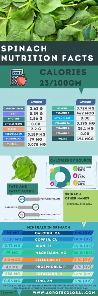 Spinach NUTRITION FACTS calorie chart infographic