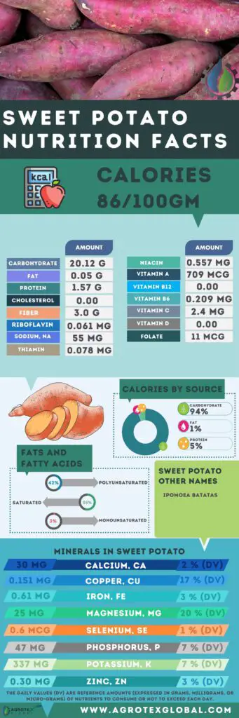 Sweet Potato NUTRITION FACTS calorie chart infographic