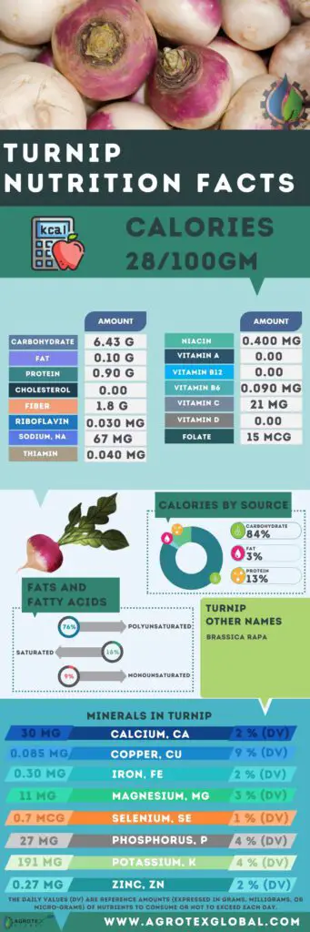 Turnip NUTRITION FACTS calorie chart infographic