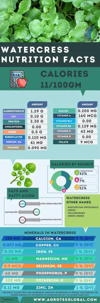 Watercress NUTRITION FACTS calorie chart infographic