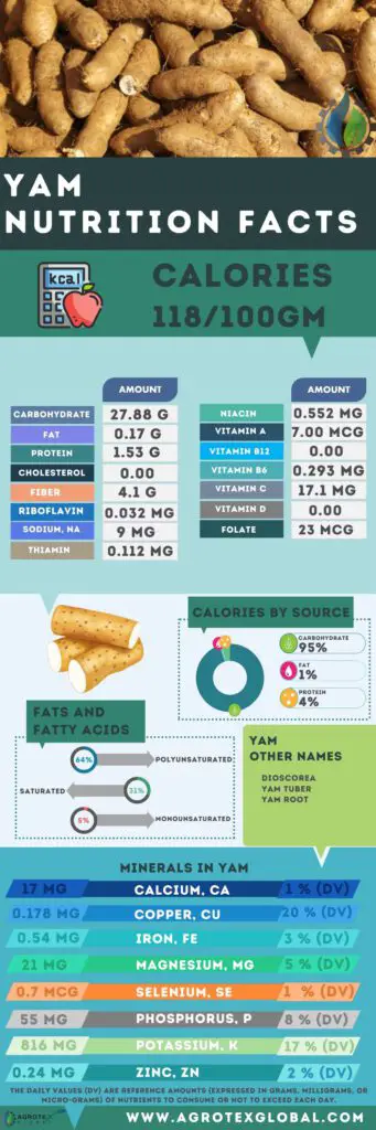 Yam NUTRITION FACTS calorie chart infographic
