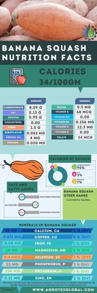 banana squash NUTRITION FACTS calorie chart infographic
