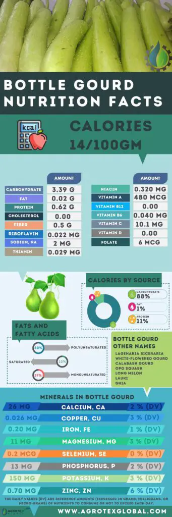 bottle gourd NUTRITION FACTS calorie chart infographic