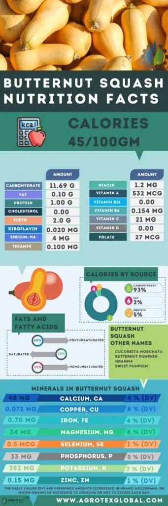 butternut squash NUTRITION FACTS calorie chart infographic