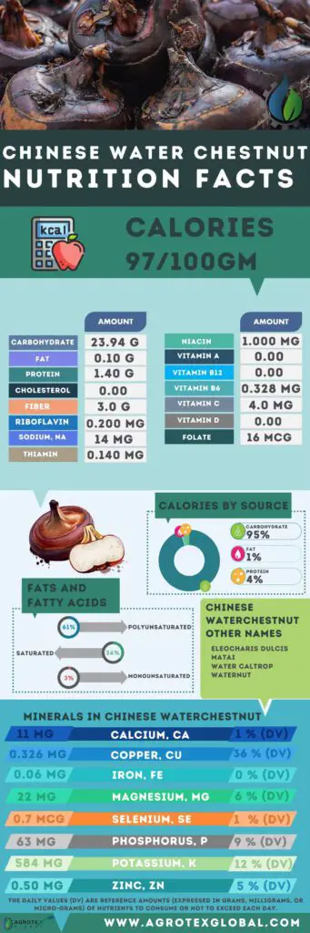 chinese Water chestnut NUTRITION FACTS calorie chart infographic