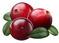 cranberries nutrition facts calorie content storage and freshness fruit list fruits starting with c