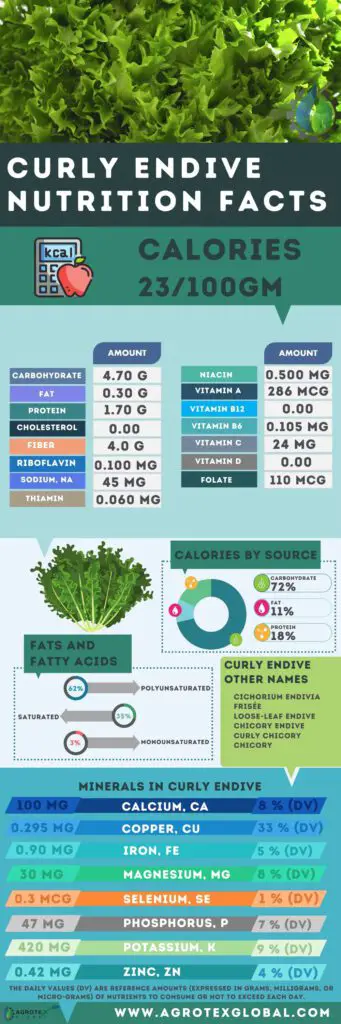 curly Endive NUTRITION FACTS calorie chart infographic