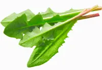 dandelion leaves nutrition calorie content