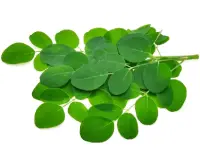 drumstick leaves moringa leaves nutrition calorie content