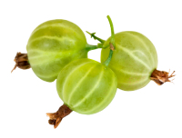 gooseberry nutrition facts calorie content storage and freshness fruit list fruits starting with g