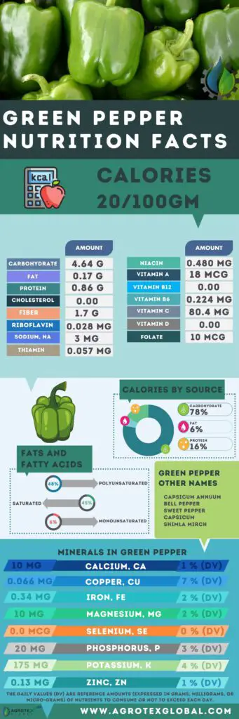 green Pepper NUTRITION FACTS calorie chart infographic