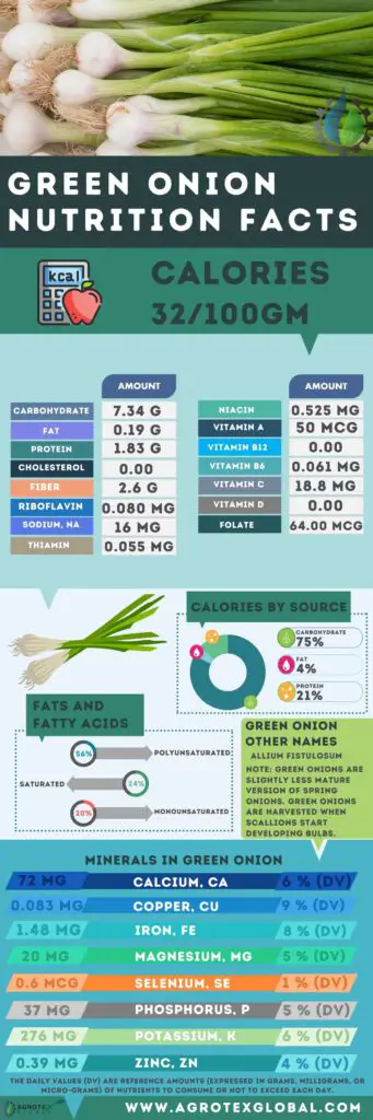 green onion NUTRITION FACTS calorie chart infographic