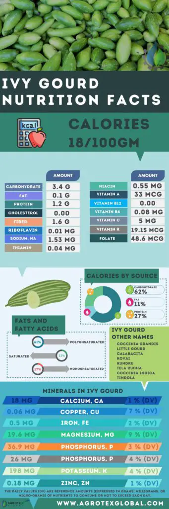 ivy gourd kundru NUTRITION FACTS calorie chart infographic