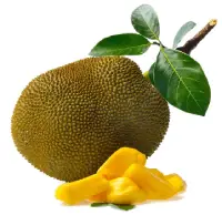 Jackfruit nutrition calorie content