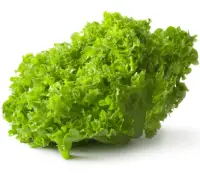 lettuce green leaf nutrition calorie content