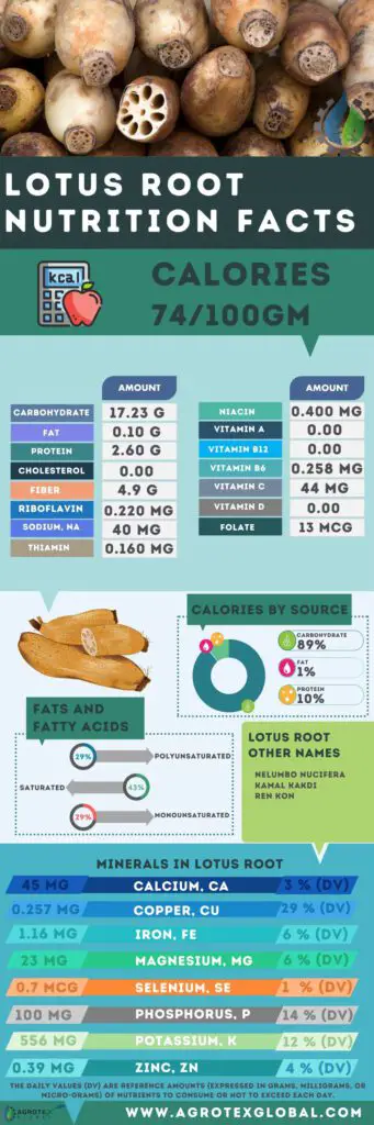 lotus root NUTRITION FACTS calorie chart infographic