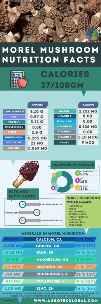 morel mushroom NUTRITION FACTS calorie chart infographic