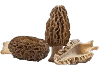 morel mushroom sponge mushroom nutrition calorie content