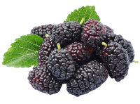 mulberries nutrition facts calorie content storage and freshness fruit list