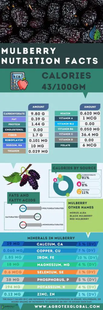 mulberry NUTRITION FACTS calorie chart infographic