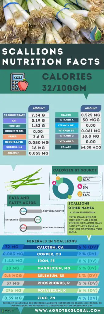 scallions NUTRITION FACTS calorie chart infographic