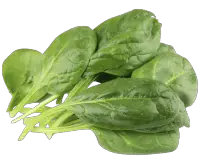 spinach nutrition calorie content