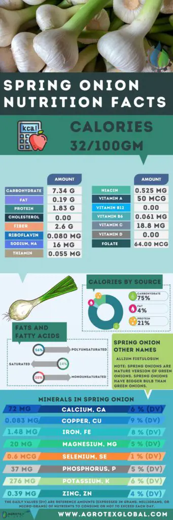 spring onion NUTRITION FACTS calorie chart infographic