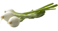 spring onion nutrition calorie content