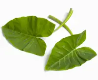 colocasia leaves taro leaves nutrition calorie content