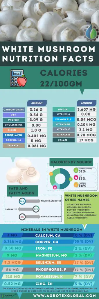 white mushroom button mushroom NUTRITION FACTS calorie chart infographic
