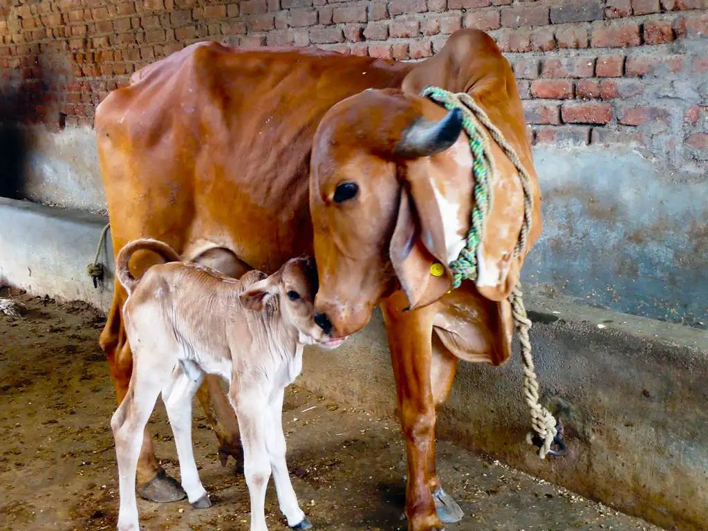 Gir cow with a new born Gir calf 