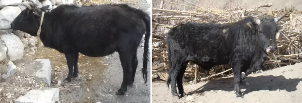 Ladakhi cow Ladakhi Bull Indian breed cows