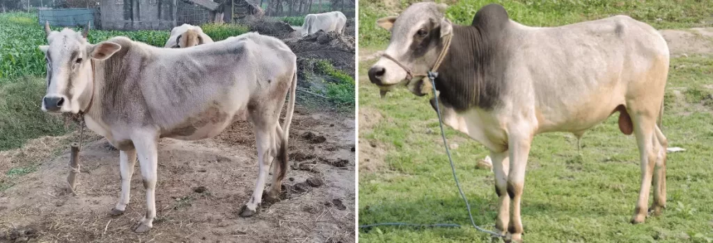 Purnea cow Purnea Bull cow breeds in india
