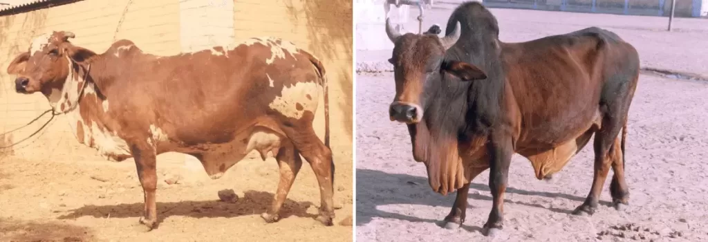 Rathi cow Rathi Bull cow breeds in india