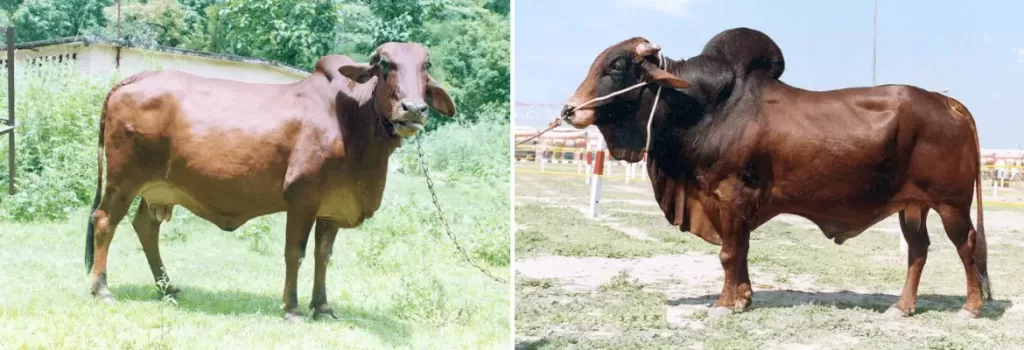 Red Sindhi cow Red Sindhi Bull cow breeds in india
