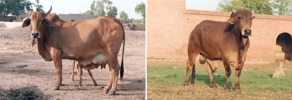 Sahiwal cow Sahiwal Bull cow breeds in india