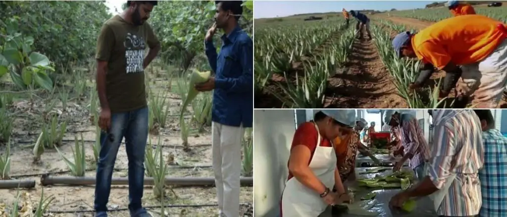 Aloe vera farming in India success story