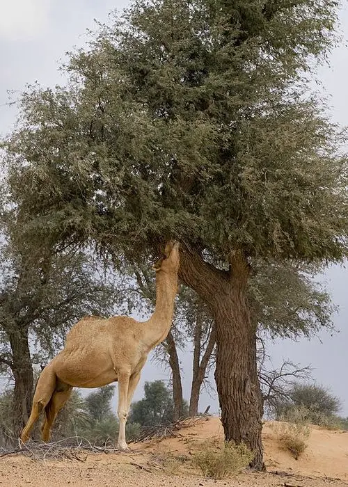Camel feeding on Khejri tree leaves. khejri tree leaves as animal fodder