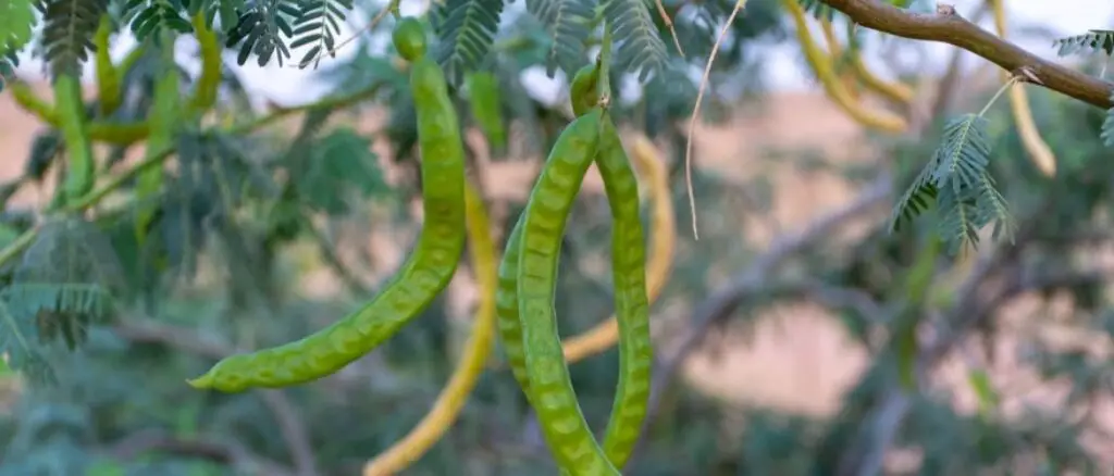 Khejri tree fruits i.e. Sangria or Sangar