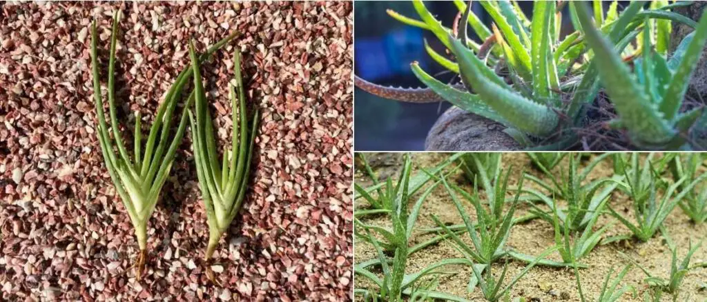 planting and propogation material for Aloe vera farming