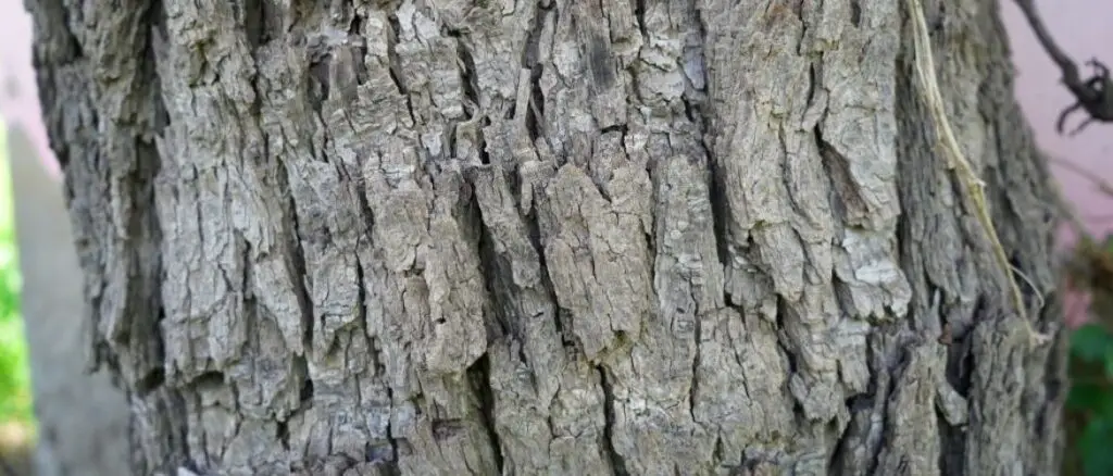 Rough dark bark of khejri tree