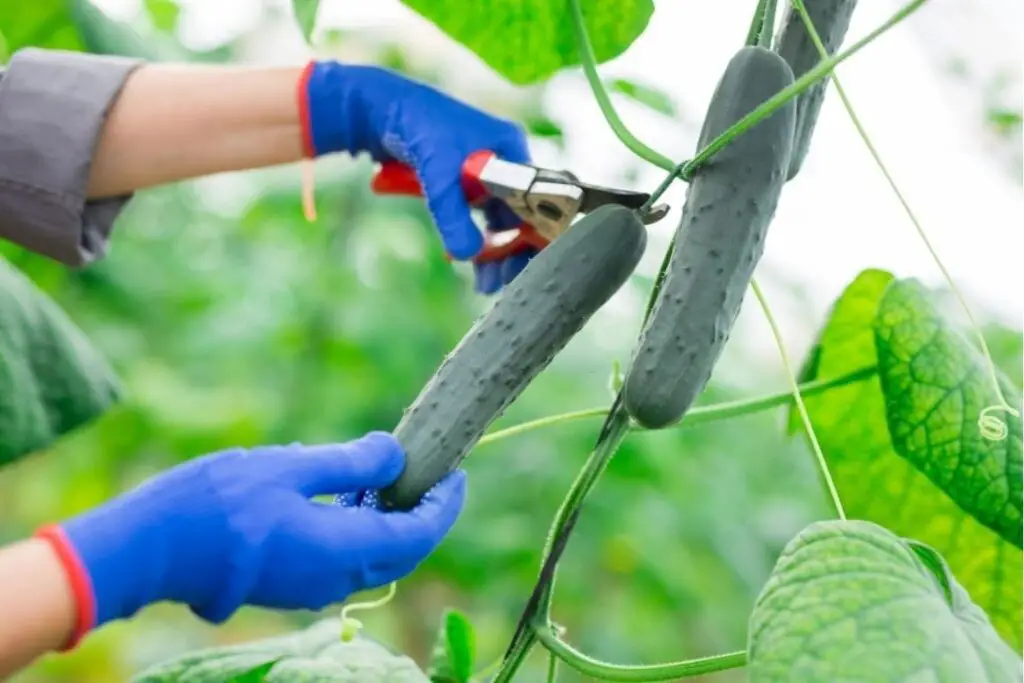 Harvesting of cucumber from polyhouse