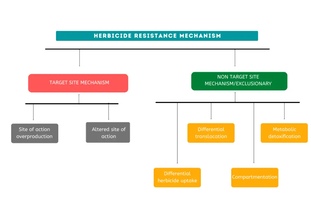 Herbicide Resistance Mechanism