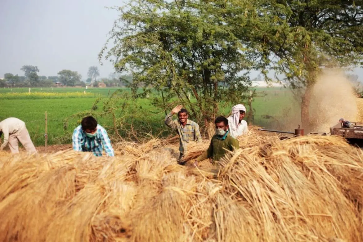 India: Production of food grains is estimated at 150.5 million tonnes ...