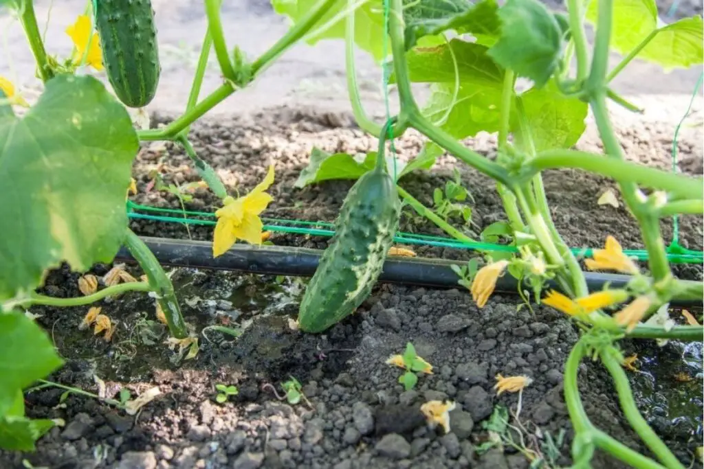 Irrigation of cucumber plants in polyhouse